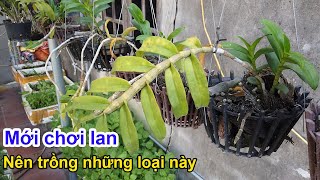 8 Loại Lan Rừng Dễ Trồng Dành Cho Người Mới Chơi Lan