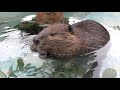 （asmr アメリカビーバー　モカ君の心地よい食事　東武動物公園