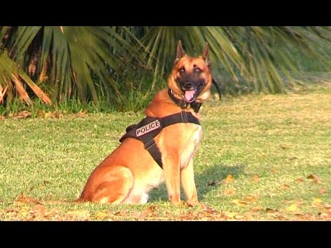 K9 Police Dogs - Attack And CALL BACK Training On Miami Beach K9 Police Dogs - Attack And CALL BACK Training On Miami Beach