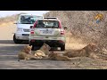 lions blocking the road in kruger national park kruger park sightings amazing animal videos