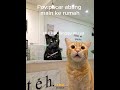 Abang lagi #cat #kucinggemoy #catmeme #meme #kucing #catphoto #kucinggemoi #catpicture #funny #fyp