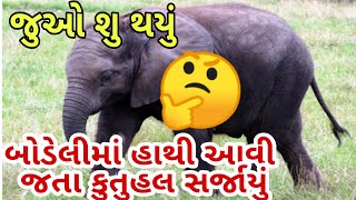 બોડેલીમાં હાથી આવી જતા કુતુહલ સર્જાયું