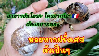 หอยทากฝรั่งเศส/ทุกคนต้องอยากลองเมื่อมาฝรั่งเศส/ Burgundy snail🐌🐌🇫🇷