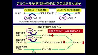 【メトホルミンの副作用】乳酸アシドーシス、造影剤腎症、下痢・便秘はなぜ起こる？【糖尿病】