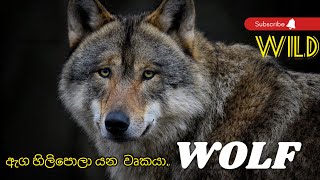 Dangerous animals wolf # සත්ව ලෝකයේ තවත් එක් විලෝපික සත්වයෙක් වෘකයා #Canis lupus # මාංශ භක්ෂක #wolf
