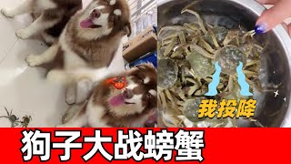 【钱袋爱吃肉】狗狗第一次对战大闸蟹，才两个回合，螃蟹就举双手投降了！