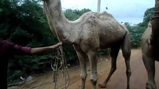 Camel at Kilakarai - Nazir Sultan North st.