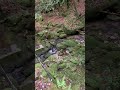 屋久島　橋の手前から見下ろしたら