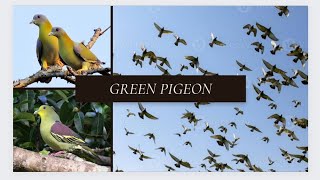 Building watch tower for viewing green pigeon (Treron)|Longra