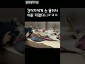 강아지에게 손 물려서 아픈 척했더니ㅋㅋㅋ shorts