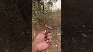 Gurivinda ginjalu | rosary pea | natural ornaments , medical uses