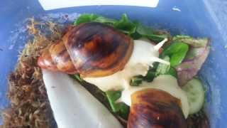 True albino Archachatina marginata suturalis