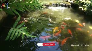 পুকুরে রঙ্গিন মাছ চাষ করা যাবে কি? | Aqurium fish |🐟🐠🐟 #fishing  #fishfarming #aquariumfish