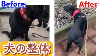 「犬の整体」引きずって歩いていたのが、普通に散歩できるまでに。ビフォーアフター。