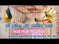 XẢ GIẢM GI.Á NHIỀU CHIM HÚT MẬT BỔI TỐ CHẤT | CHIM HÚT MẬT 300K 400K |trà sữa OLA