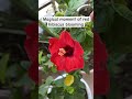 magical moment red hibiscus time lapse shorts viral youtubeshorts