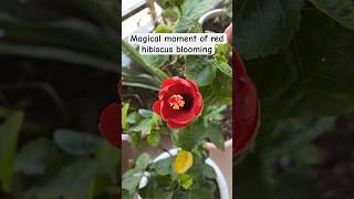 Magical moment - Red hibiscus time lapse #shorts #viral #youtubeshorts