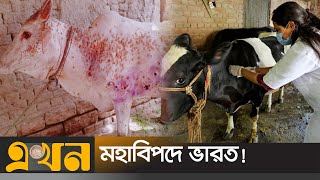 ভারতে প্রতিদিন মারা যাচ্ছে হাজার হাজার গরু! | Lumpy Virus | India | India Cow | Ekhon TV