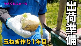 【2022-2023玉ねぎ＃22】ひたすら玉ねぎ作業【やさぐれふぁーむ】