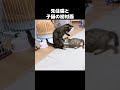 先住猫にヤンチャに立ち向かっていく子猫…笑　 shorts