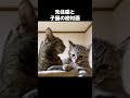 先住猫にヤンチャに立ち向かっていく子猫…笑　 shorts