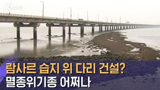 람사르 습지 위에 다리 건설?…멸종위기종 어쩌나 / SBS