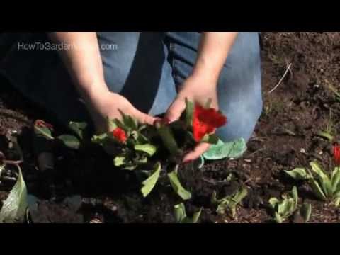 Growing Tulips Youtube