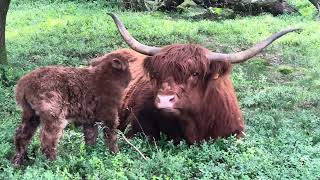 Eerste Schotse Hooglander kalfje geboren op de Wezepsche heide.