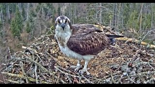 Kalakotkas 2  Ringed Osprey, Estonia, Nest 2 2017 04 11 04 59 13 242