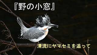 清流のヤマセミ　初冬、朝の一コマ