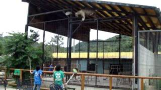 ホワイトタイガー脱走？しろとり動物園