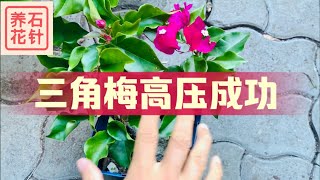 三角梅（九重阁）高压成功生根 - 心得分享 - Bougainvillea layering result