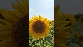 Sunflower field🌻  | 📍Surandai| Tenkasi |Tamil Nadu |2023 #shorts #sunflower #travel #sunflowerfield