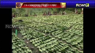 Collection Of Kendu Leaves Begins in Kandhamal