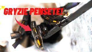 Karmienie dorosłych samic ptaszników część 2! |SpidersForge