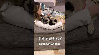 娘への甘え方がヤバ過ぎる２人❣️可愛すぎやろ❣️#pug#dog#犬#パグ#多頭飼い#@pug.MACA_moa