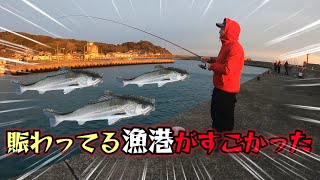 大型魚が回遊してる漁港に行ってみたら最後に事件が…【北九州】【泳がせ釣り】【ルアー釣り】