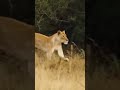 اگه به مستندعلاقه داری بزن لایکو 😭 dancer travel animals cat wildlife