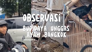 OBSERVASI BUDIDAYA AYAM BANGKOK - KELOMPOK 2 XII IPA 6 SMAN 5 CIMAHI