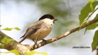 金剛山のコガラ：小雀：Poecile montanus－奈良県金剛山－2016 05 14