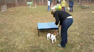 Baxter's first day of agility training