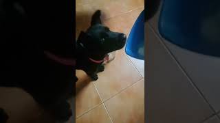 😛 ഇതെന്തൊന്ന് കറുത്ത സാധനം #funny #trendingshorts #shorts #dog #viral #ytshorts #youtubeshorts