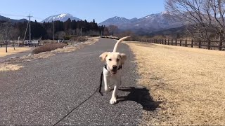 初めての公園！ラブラドールレトリバーのマーシャルの成長記録。