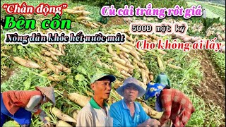 bên cồn nông dân khóc hết nước mắt 40 chục công củ cải trắng rớt giá 500Đ một ký cho không ai lấy