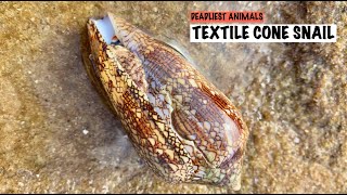 LIVE TEXTILE CONE SNAIL 🐚  world's deadliest animal