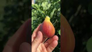 Brianzolo Rosso Fig - Very Creamy #fig #figtree #figboss #gardeningtips #fruittrees