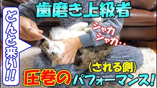 歯磨き上級者の猫ボス吉はどんなにシャカシャカされても全く動じない！