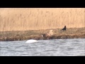 zeearend white tailed eagle haliaeetus albicilla drinking