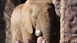 2019/11/29 砥夢君は食べ アコさん外に出ていない午前中  in  多摩動物公園