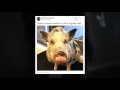 icymi destiny 1 failed to keep up with demand the last of us 2 pig mo cap